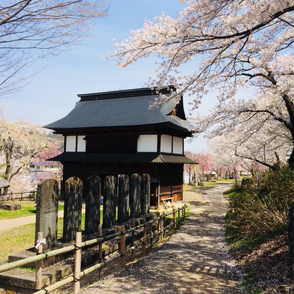 iiyama-cherry-blossom-sakura