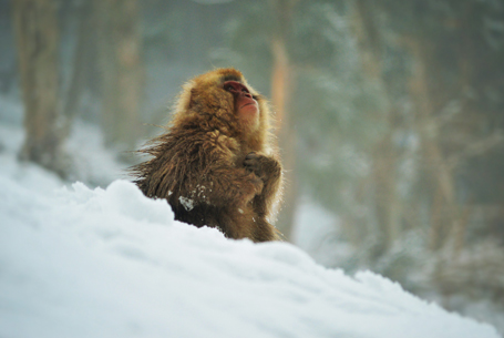Snow monkey in winter