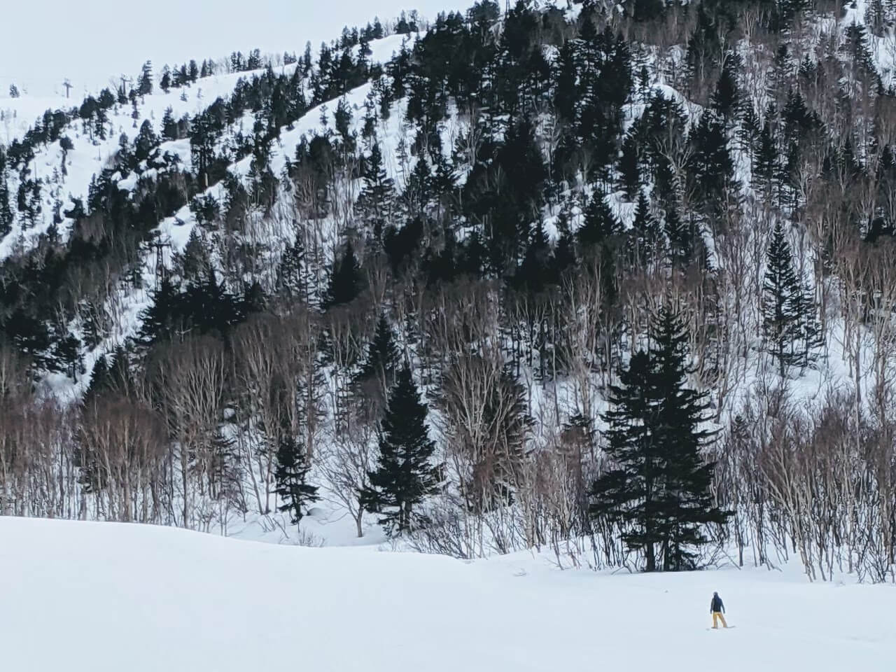 shiga-kogen