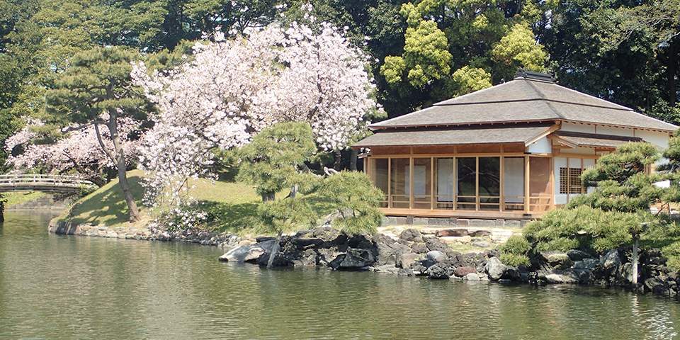Cherry blossoms at Hamarikyu Garden in Tokyo