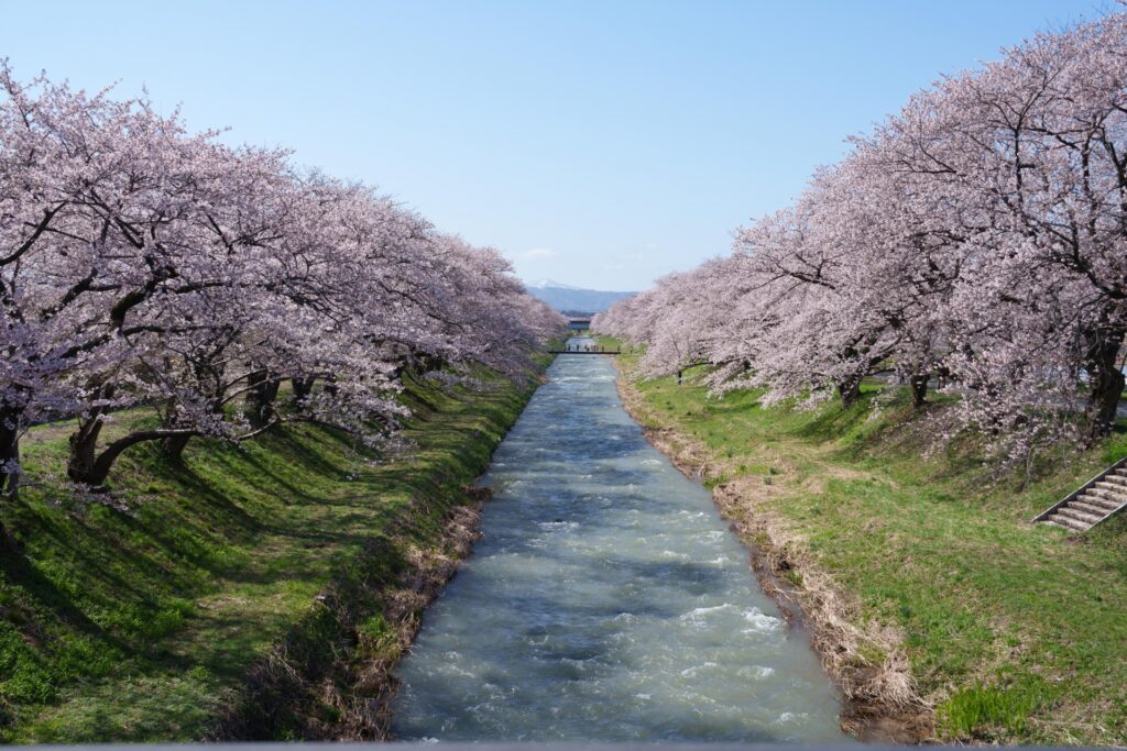 spring-quartet-haru-no-shijuso-asahi